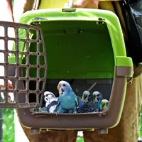 Із гніздами, канатами та гойдалками: хвилясті папужки у столичному зоопарку переїхали "літню фазенду"