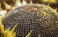 Аграрії з прифронтових регіонів можуть безоплатно отримати насіння соняшника: хто отримає допомогу 