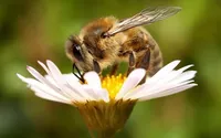May 20: World Bee Day, European Sea Day
