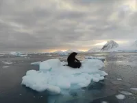 Almost a hundred seals on one island: Ukrainian polar explorers show "invasion" of seals