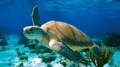 May 23: World Turtle Day, International Chardonnay Day