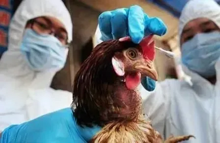 second-human-case-of-avian-influenza-reported-in-a-dairy-farm-worker-in-the-united-states