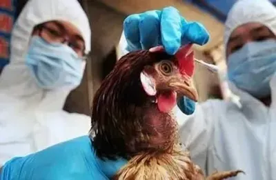 Другий випадок пташиного грипу серед людей зафіксовано у працівника молочної ферми в США