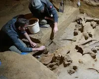 Австриец нашел в винном погребе кости мамонта возрастом 40 000 лет
