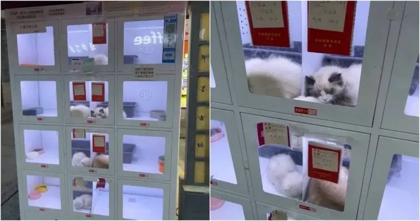 the-public-is-outraged-china-installs-vending-machines-to-sell-domestic-animals