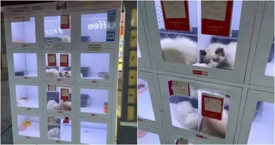 The public is outraged: China installs vending machines to sell domestic animals