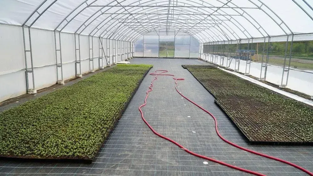 "Do your own thing": a former agronomist wins a grant to open a greenhouse