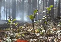 Незаконная вырубка древесины - после обследования территорий Чернобыльской зоны нарушений не выявлено