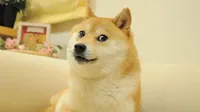 Dogecoin-собака Кабосу помер через 14 років як мем