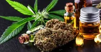 Government excludes cannabis, its resin, extracts and tinctures from the list of especially dangerous substances