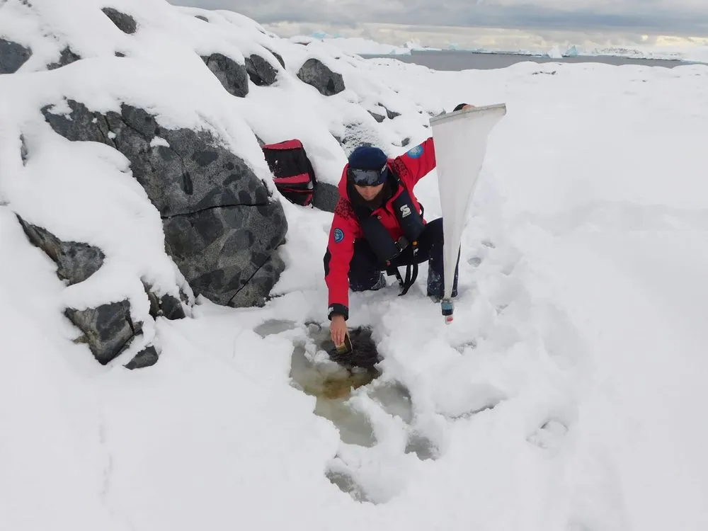 Ukrainian polar explorers expand geography of studying Antarctic organisms