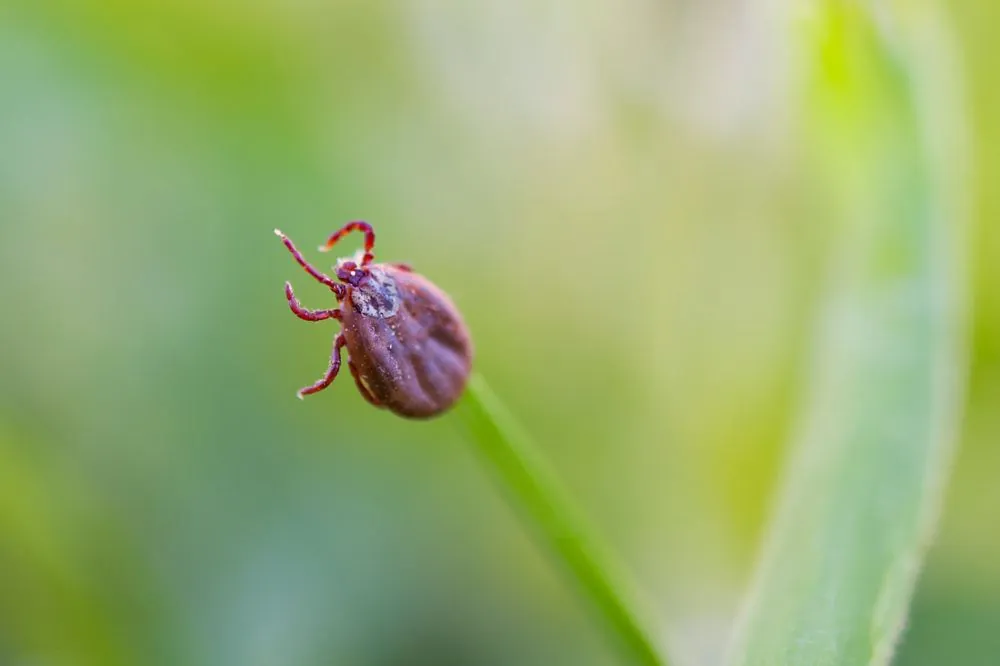 golubovskaya-named-what-percentage-of-the-risk-of-infection-with-lyme-disease-in-a-tick-bite