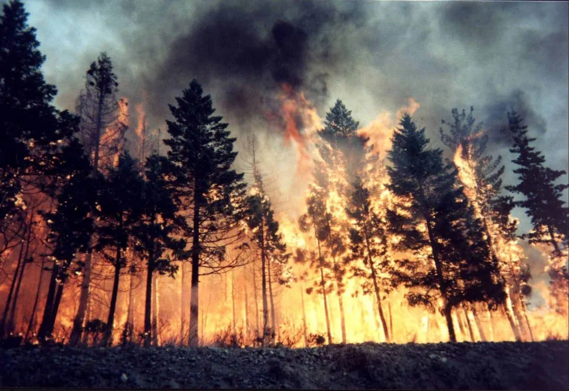 Detonation of Russian shells near Balakliya: a large-scale forest fire broke out in Kharkiv region