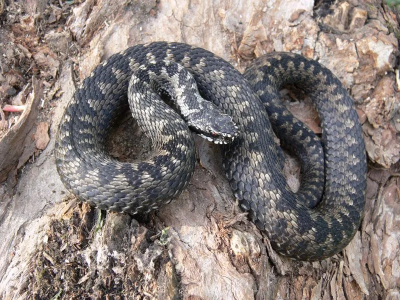 Man hospitalized in Lviv region due to snake bite