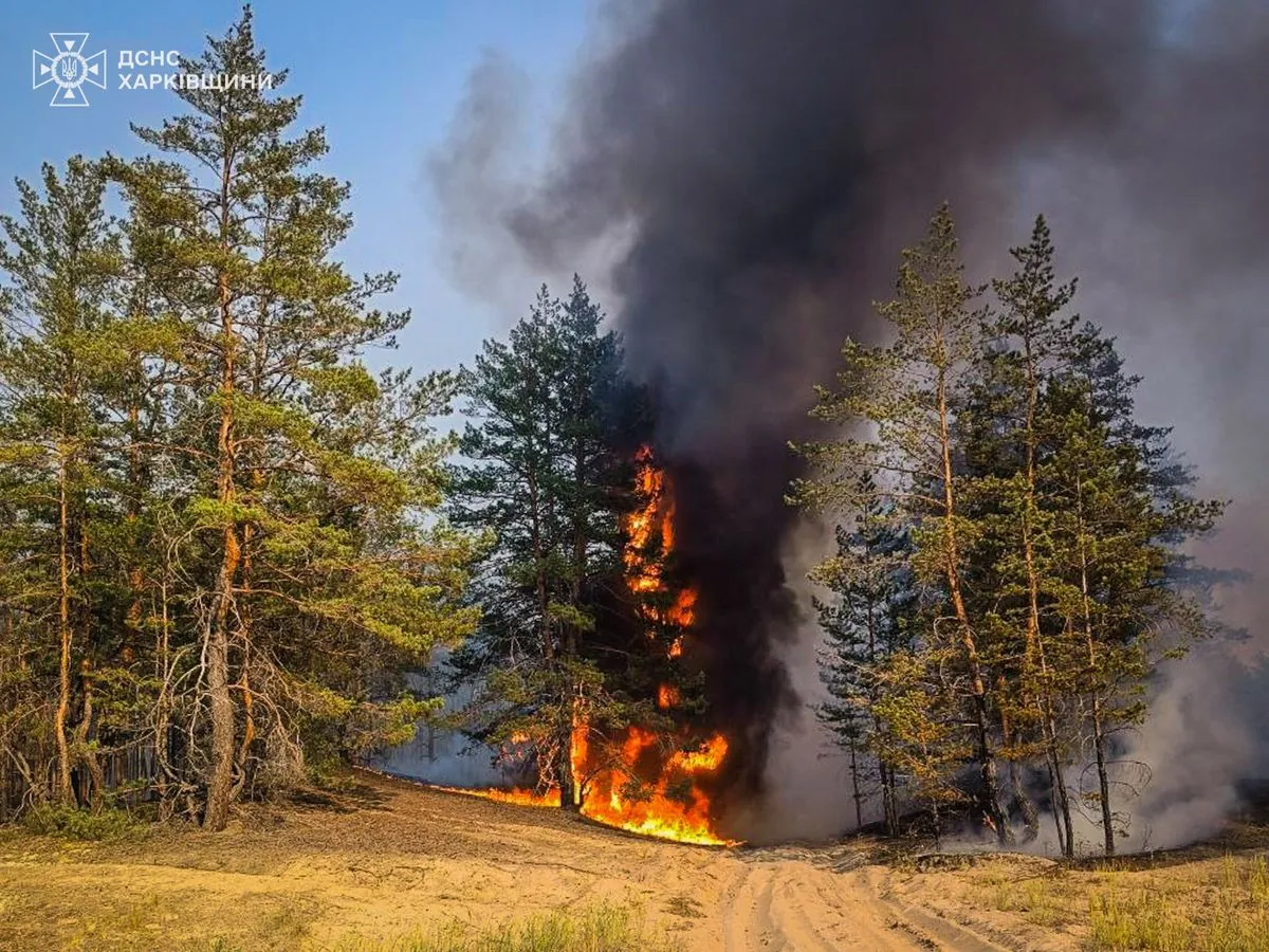 На Харківщині вирують масштабні лісові пожежі на тлі ворожих обстрілів