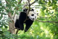 "Дипломатия панд" возвращается: Китай отправляет двух медведей в Вашингтон