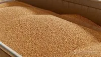 Ориентировочно 5 млн тонн зерновых в год вывозится из Украины путем "серого" экспорта - УКАБ