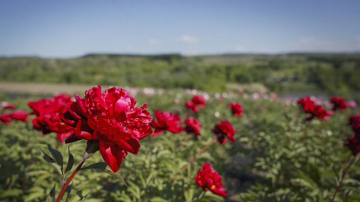 В Холодном Яру в Черкасской области цветет поле пионов