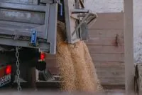 росіяни доправили майже 170 тис. тонн пшениці з окупованої Луганщини до ростовської області