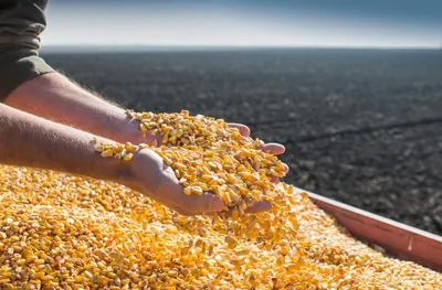 "Утилизованную" Грозой и Науменко американскую кукурузу компания Альперина вероятно экспортировала в Египет – расследование