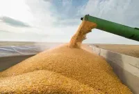Did businessmen Groza and Naumenko trade Ukrainian grain with a sub-sanctioned company from the "smuggling list"?