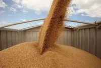 Луганщина на пороге голода: продолжается вывоз сотен тысяч тонн зерна в регионы рф