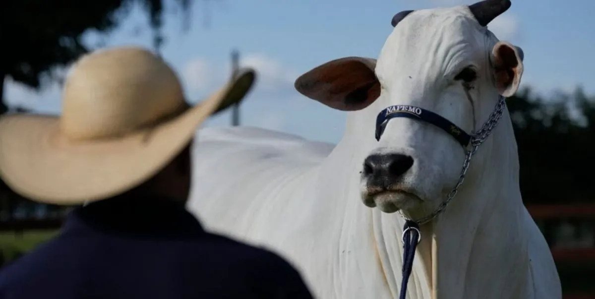 Бразилия представила супер корову стоимостью $4 млн, которая считается необычной