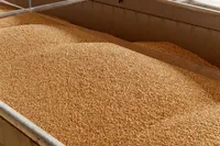 Thanks to Saldo, the occupiers took 34,000 tons of Ukrainian grain from the occupied Kherson region - "Schemes"
