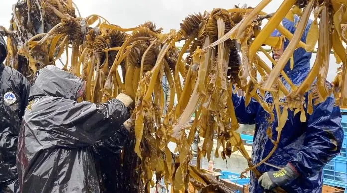 Due to the poor harvest of seaweed, their price has increased dramatically