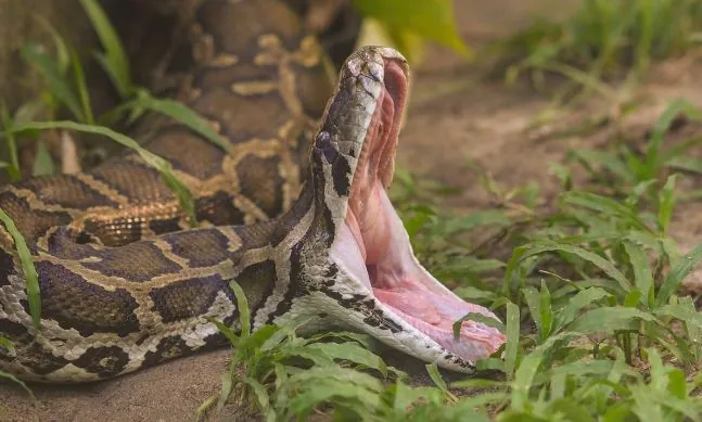 In Indonesia, a python completely swallowed a woman