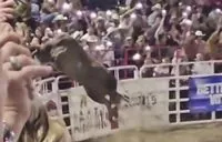 At a rodeo in Oregon, a bull broke off its chain, jumped into the stands: several people were injured