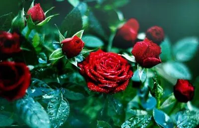 12 июня: День красной розы, Международный день дубляжа