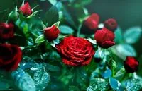 June 12: Red Rose Day, International Day of Dubbing