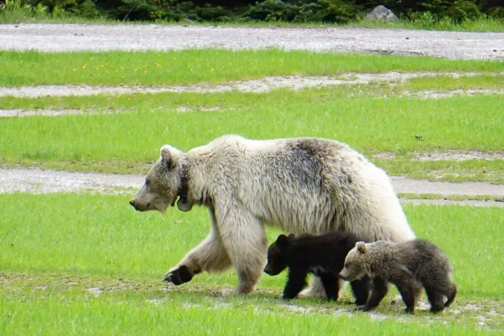 rare-white-grizzly-dies-after-being-hit-on-canadian-highway