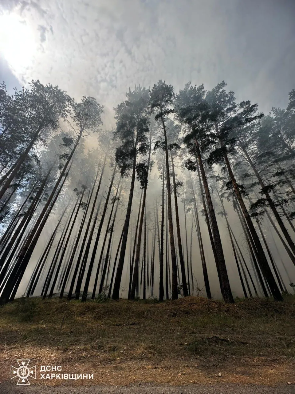Лесные пожары в Харьковской области охватили 280 гектаров