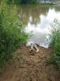 Уже 35-й: у річці Тиса на кордоні знайшли тіло потопельника