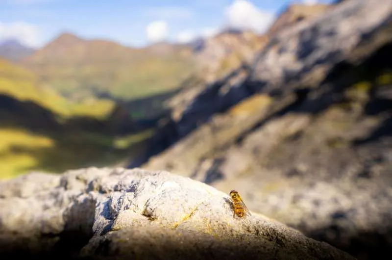 Мільйони комах щороку мігрують через Піренеї - нове дослідження