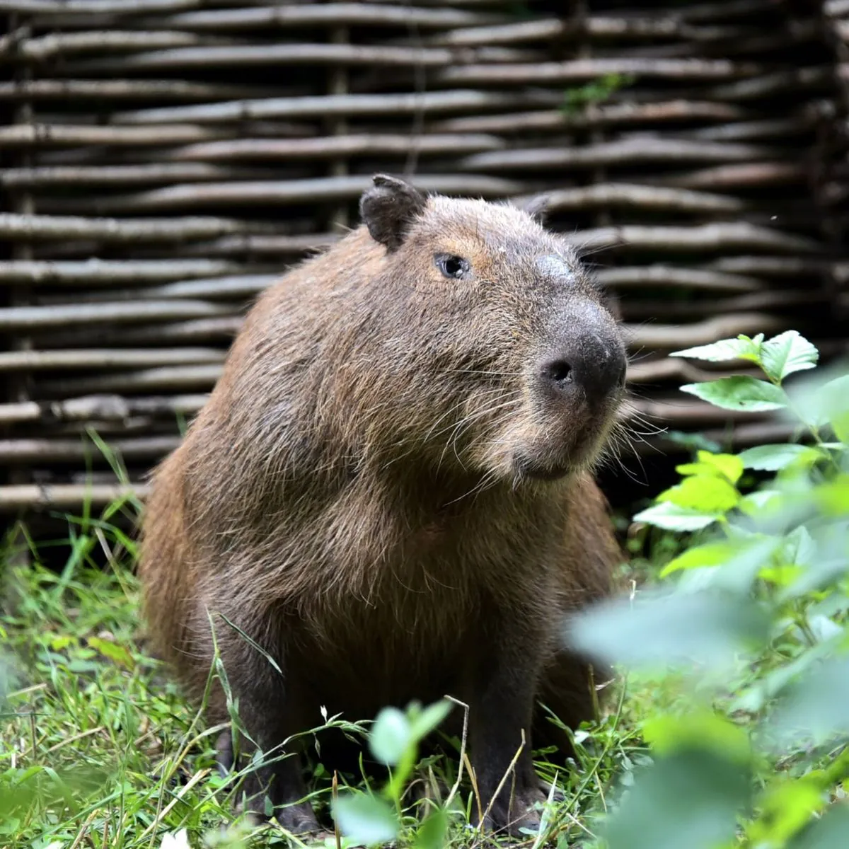 Rescued from shelling capybara Tohu was treated and released into the open enclosure of the Kyiv Zoo