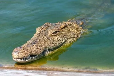 17 червня: Міжнародний день крокодила, Всесвітній день боротьби з опустелюванням і посухою