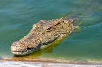 17 июня: Международный день крокодила, Всемирный день борьбы с опустыниванием и засухой
