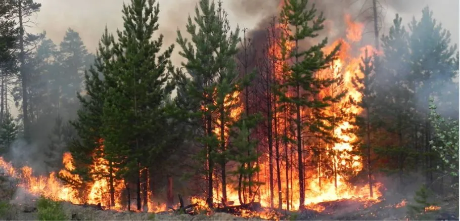 Оккупанты целенаправленно бьют по лесным массивам Харьковщины с целью создания пожаров - ОВА