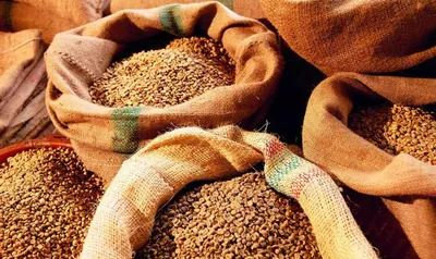 Справа сірого експорту зерна на "Олімпекс": чому зерно досі не заарештували