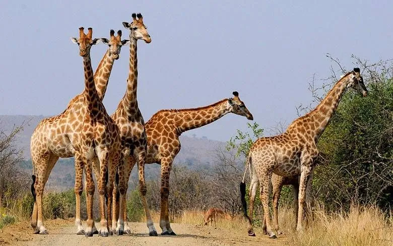 world-giraffe-day-international-yoga-day-skateboarding-day-what-else-can-you-celebrate-on-june-21
