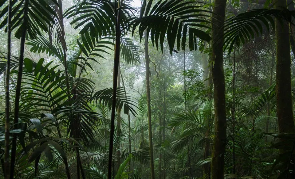june-22-world-rainforest-day-positive-media-day
