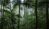 June 22: World rainforest day, positive media day