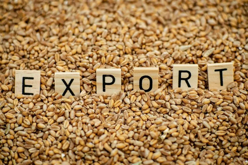Grey exports must be destroyed - member of the Agrarian Committee of the Rada