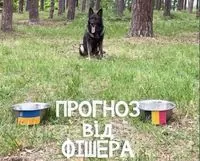 Прикордонний пес Фішер передбачив переможця матчу Україна-Бельгія: відеопрогноз