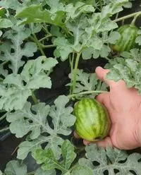 Land reclamation, cotton, watermelons: Odesa region increases yields and experiments with new crops