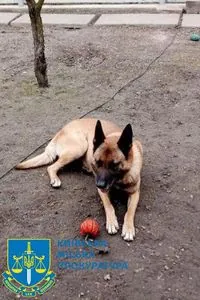 Застрелил соседскую собаку, привезенную из зоны АТО: киевлянин пойдет под суд