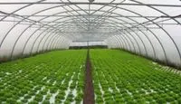 Farmers received UAH 220 million of support for gardens and greenhouses this year